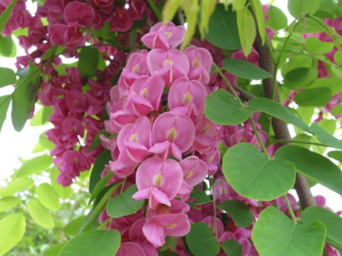 Robinia Małgorzaty (Robinia margaretta) Casque Rouge